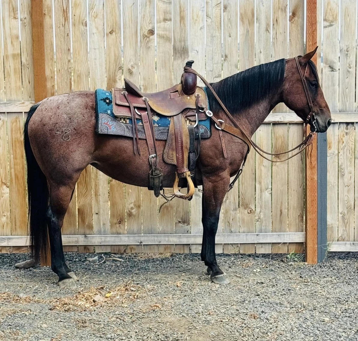 Image for Corsica Horse Sales Catalog Sale - SATURDAY, SEPTEMBER 7TH - Corsica, South Dakota