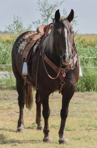 Image for Hill Country Classic Horse Sale at The San Antonio Rose Palace - Saturday, October 19th - San Antonio, Texas