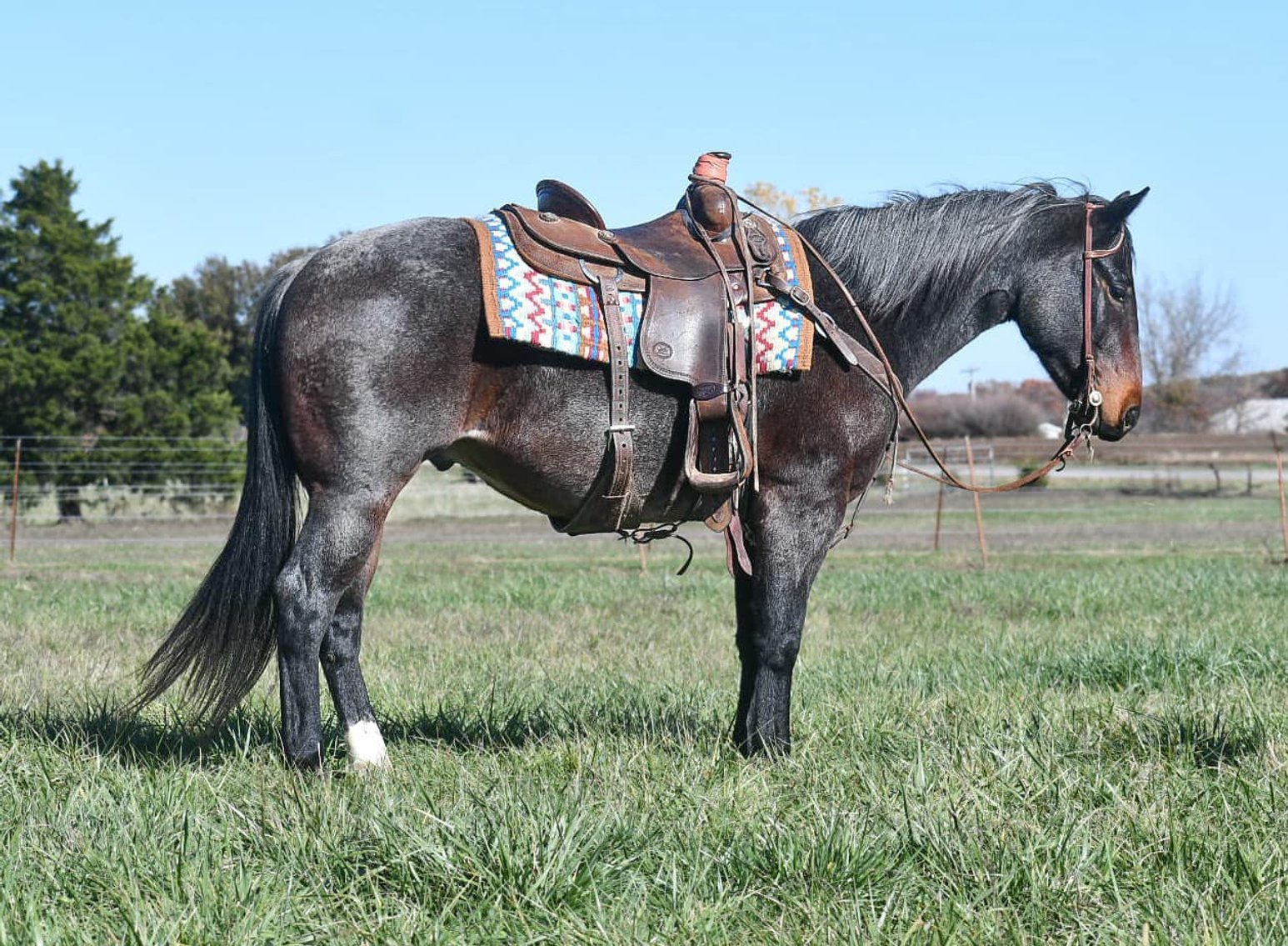 Image for Interstate Regional Stockyards Horse Sale - Cuba, Missouri WEDNESDAY November 20th