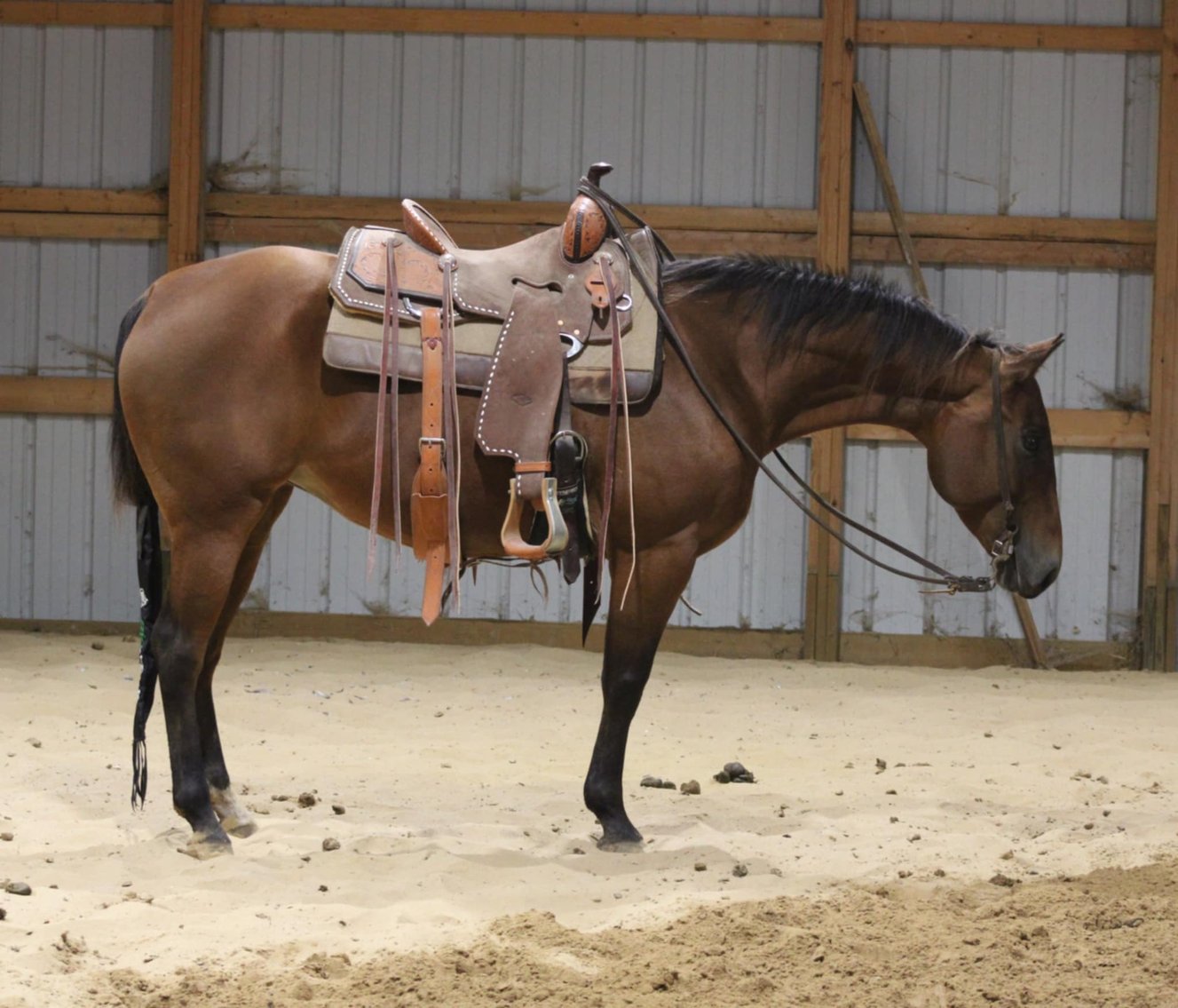 Image for Interstate Regional Stockyards Horse Sale - Cuba, Missouri WEDNESDAY November 20th