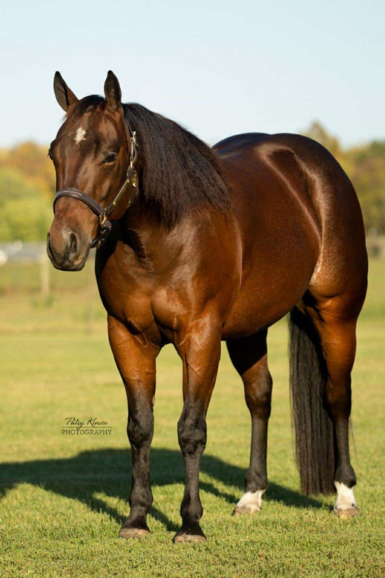 Image for Interstate Regional Stockyards Horse Sale - Cuba, Missouri WEDNESDAY November 20th