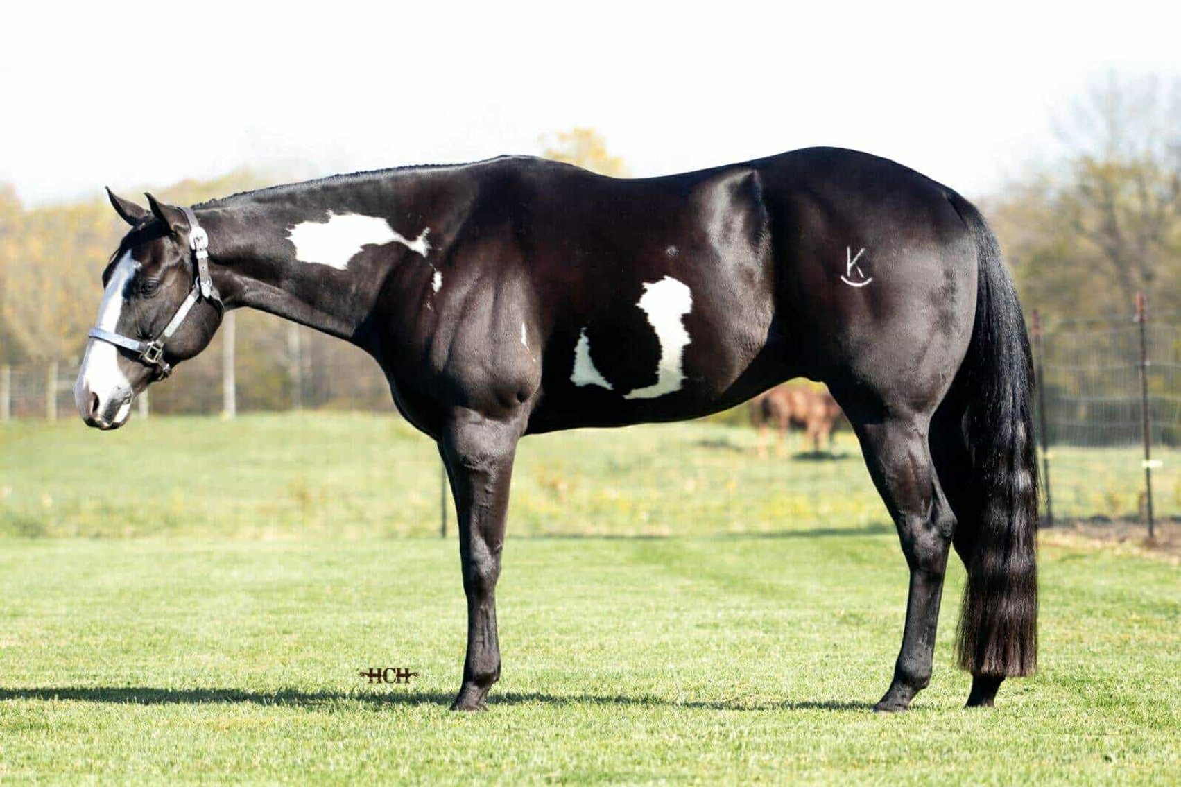 Image for Interstate Regional Stockyards Horse Sale - Cuba, Missouri WEDNESDAY November 20th