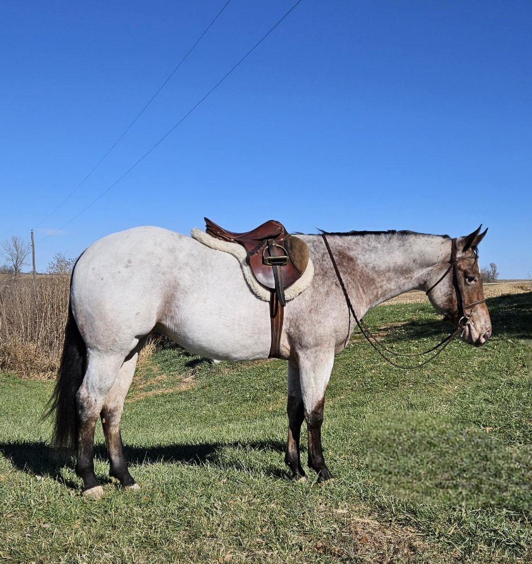 Image for Casino Classic NEW YEARS DAY All Breed Horse Sale - Oak Grove, Kentucky