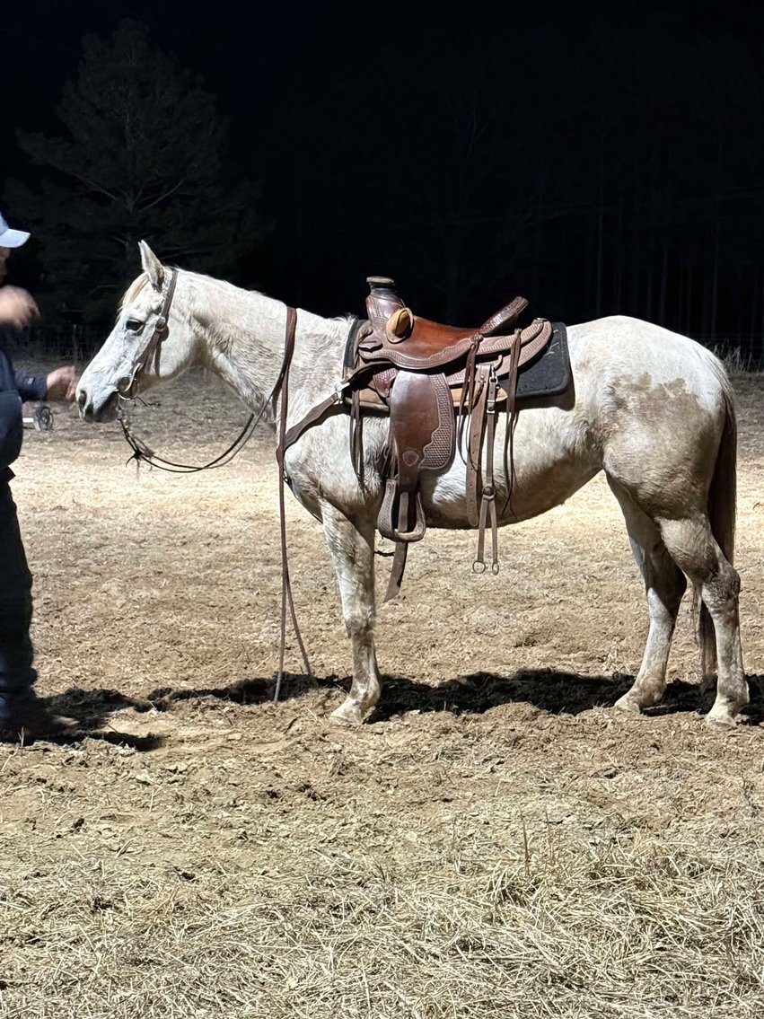 Image for Mize Horse Sale  SATURDAY JANUARY 18TH - Mize, Mississippi