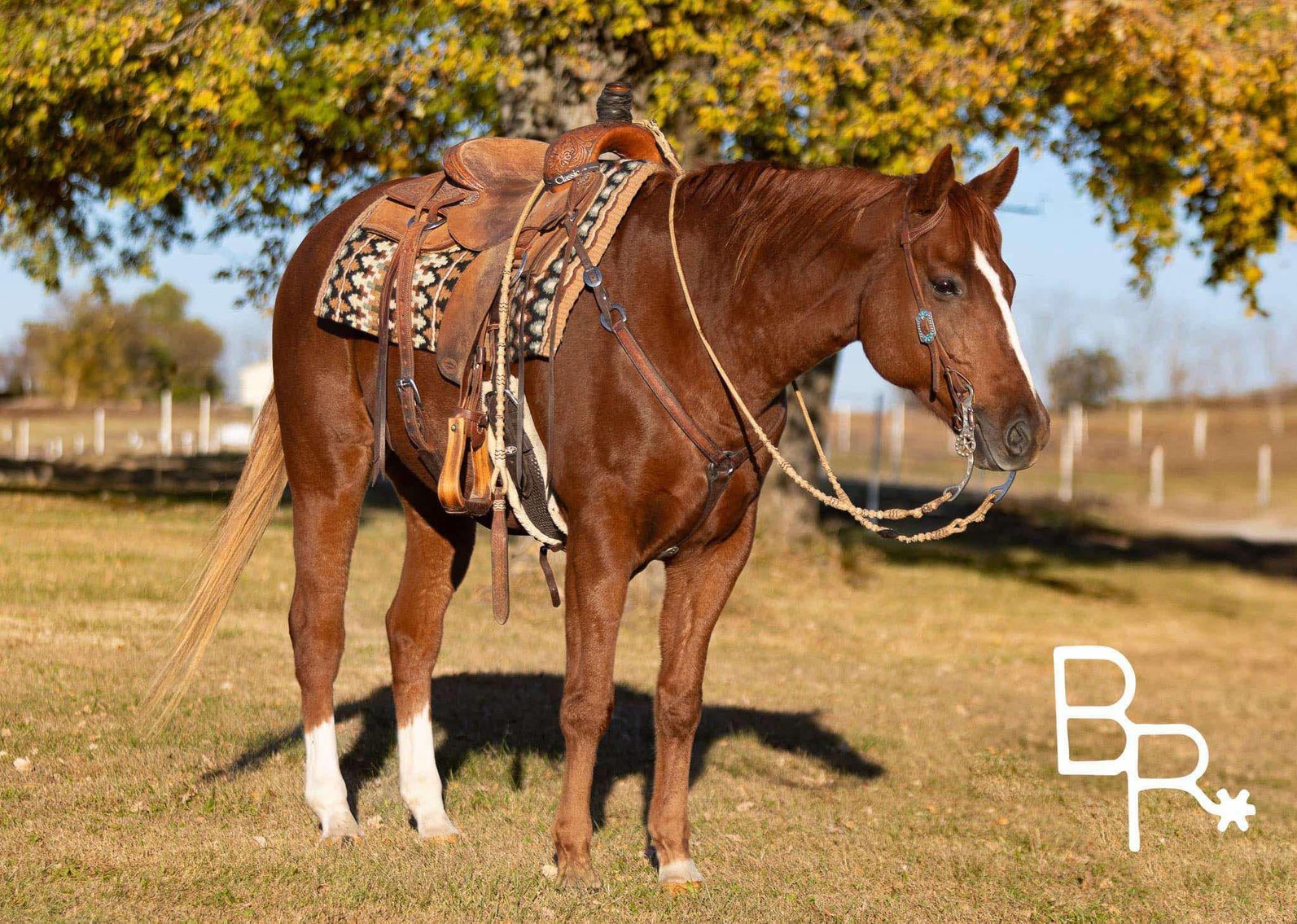 Image for Springfield Livestock Horse Sale FRIDAY JANUARY 31ST - Springfield, MO