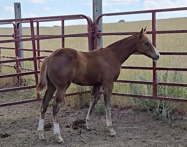 Image for Corbridge Quarter Horses Annual Production Sale - ONLINE ONLY!!!  Runs August 24th through August 31st!