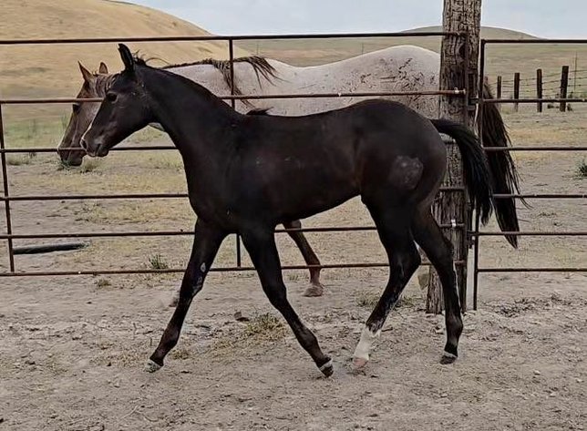 Image for Corbridge Quarter Horses Annual Production Sale - ONLINE ONLY!!!  Runs August 24th through August 31st!