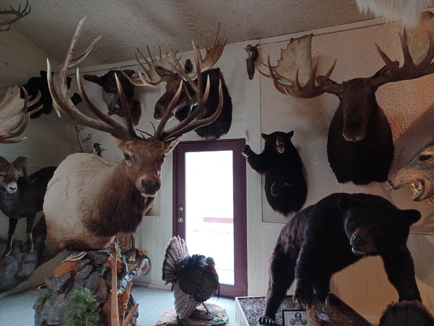 Image for Noah Estate Taxidermy