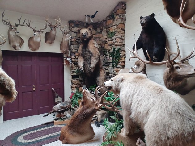 Image for Noah Estate Taxidermy