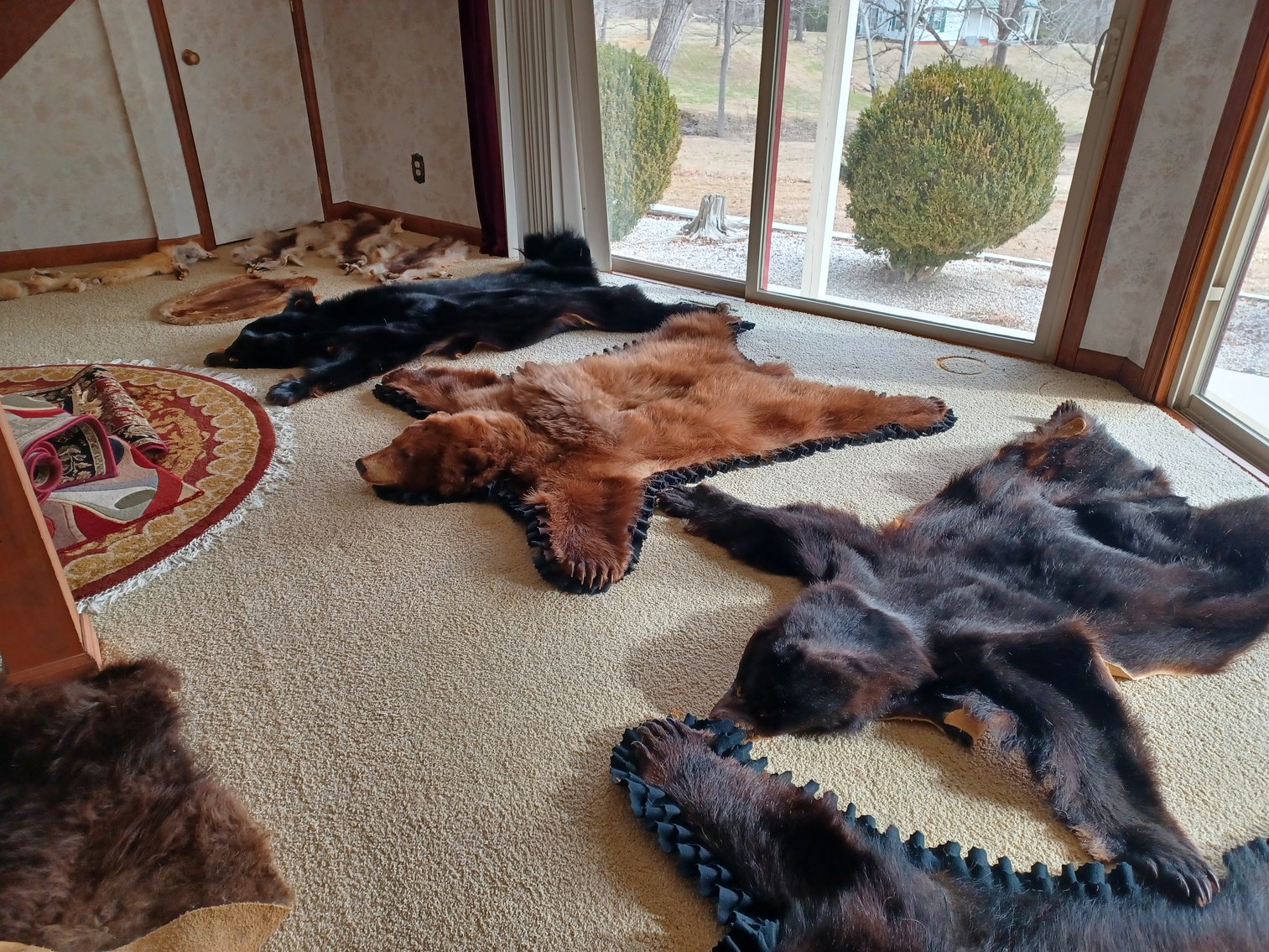 Image for Noah Estate Taxidermy