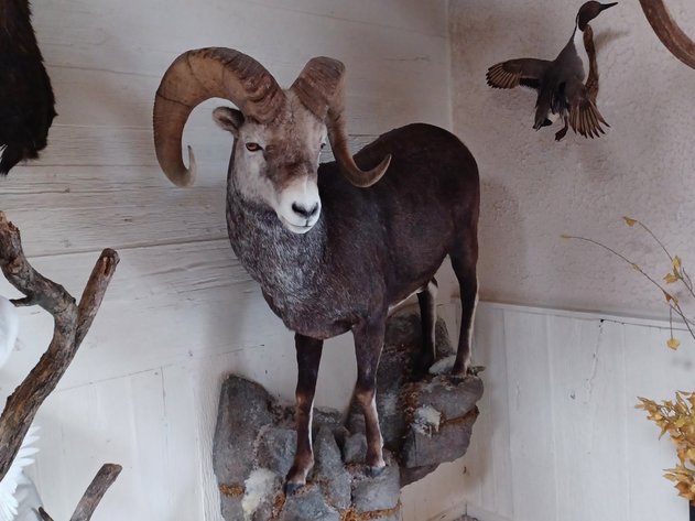 Image for Noah Estate Taxidermy