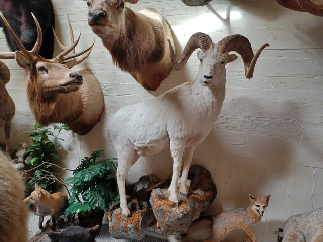Image for Noah Estate Taxidermy