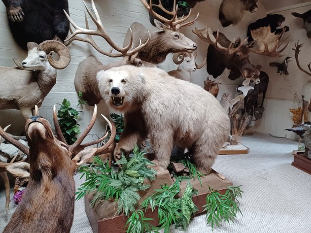 Image for Noah Estate Taxidermy