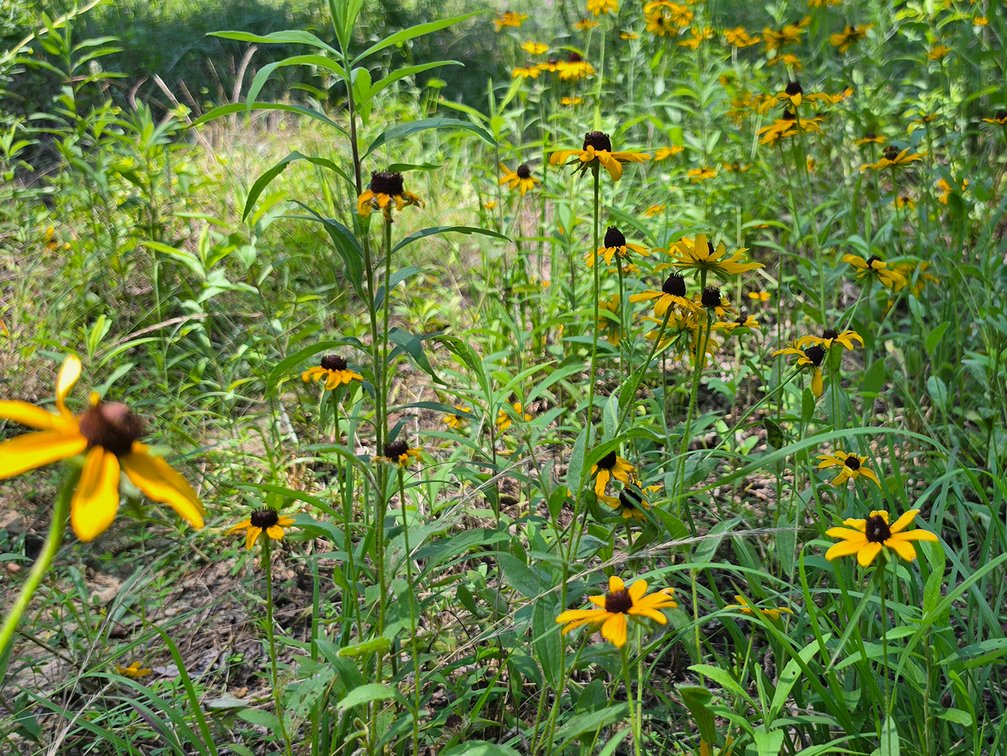 Image for Coming Soon: 675 Acres Crewe VA