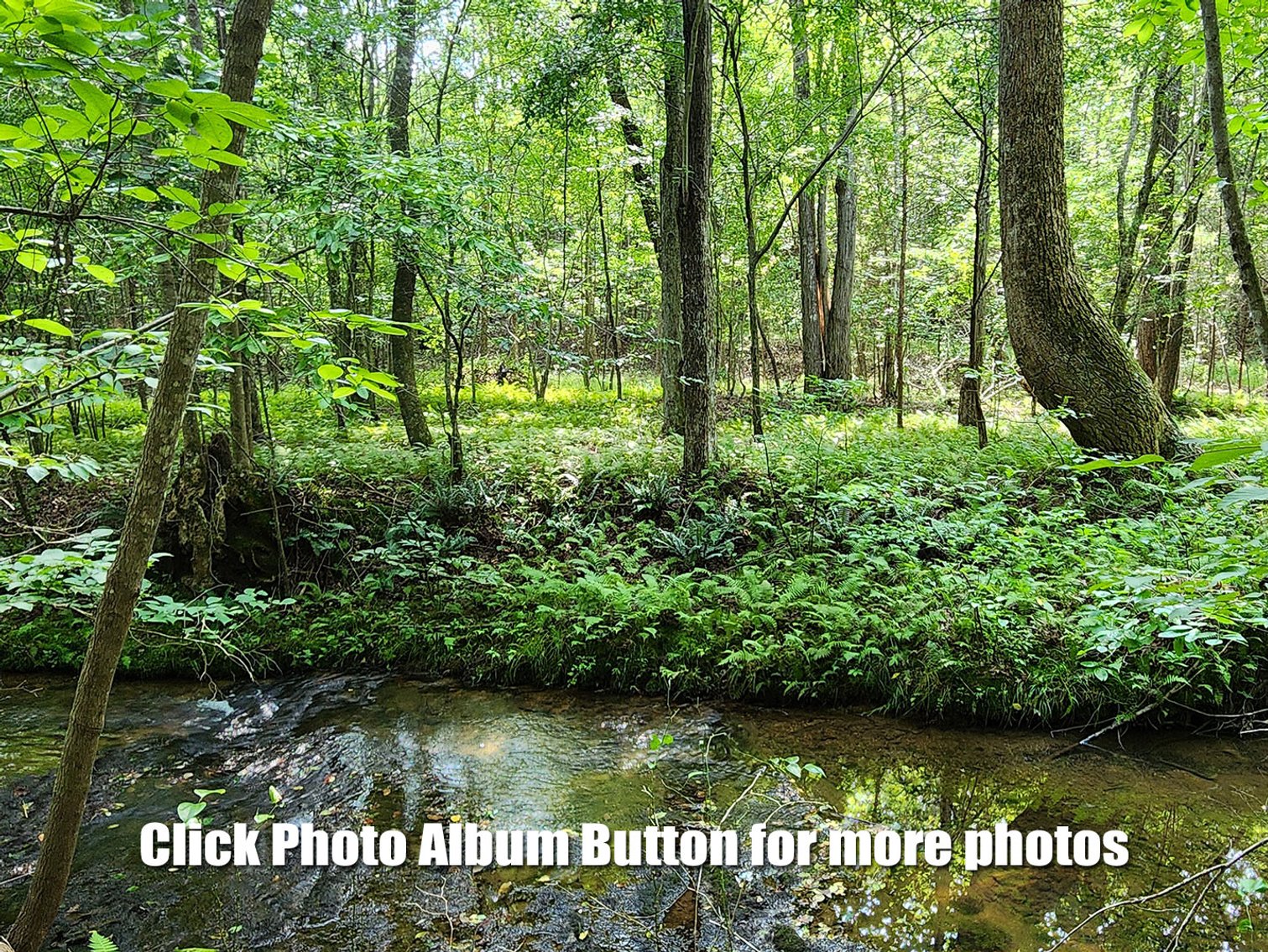Image for Beautiful 80 Acres in Appomattox VA