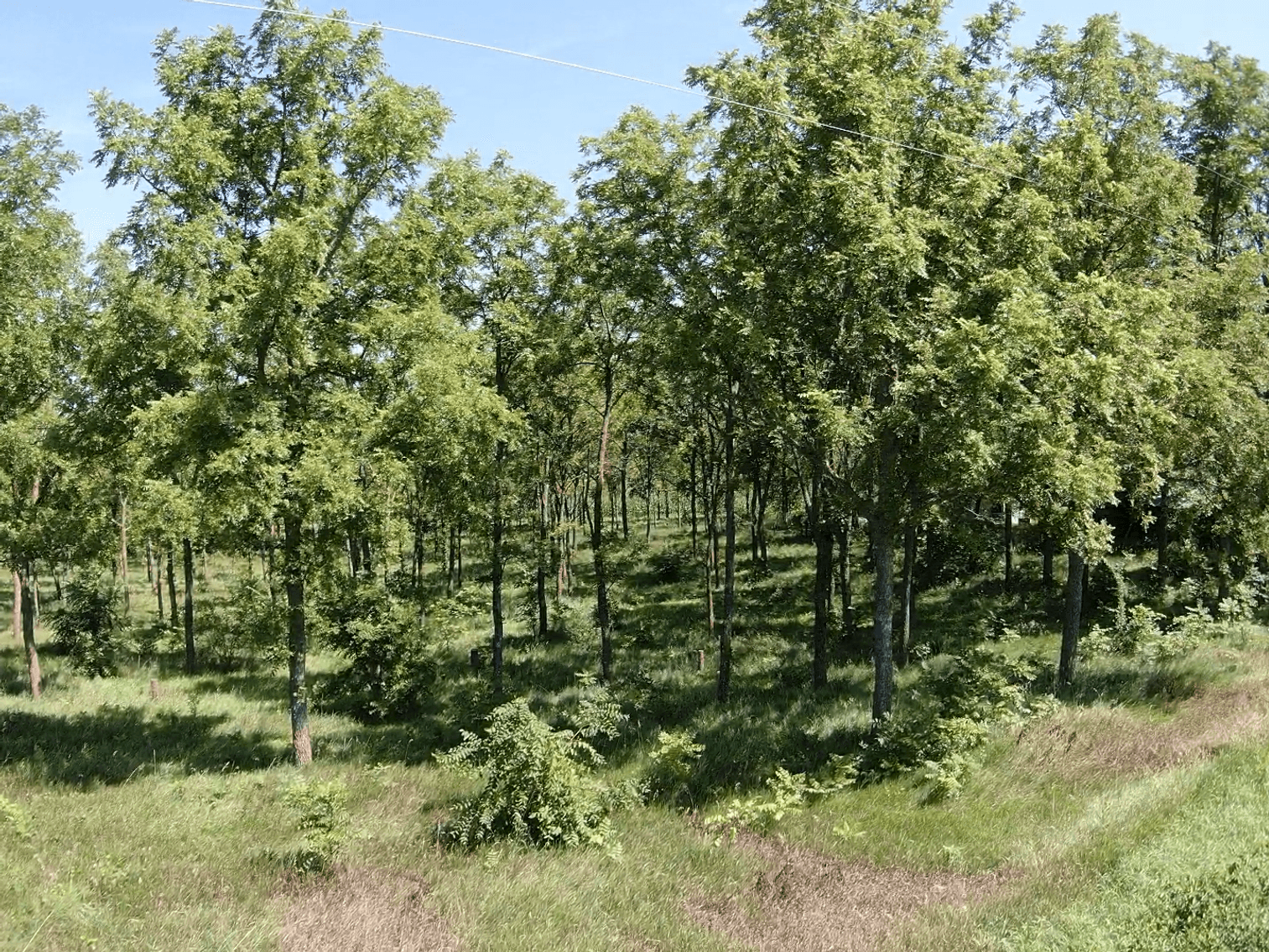 Image for Niebrugge Land Auction - Nemaha County, NE