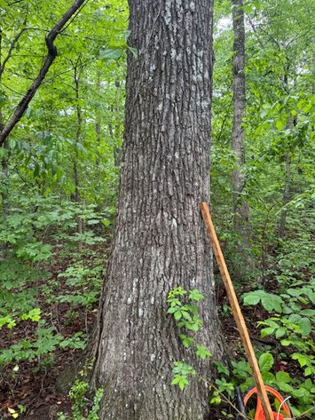 Image for Vacant Lot - 1 Acre in Beacon Light Estates - Bon Aqua, TN