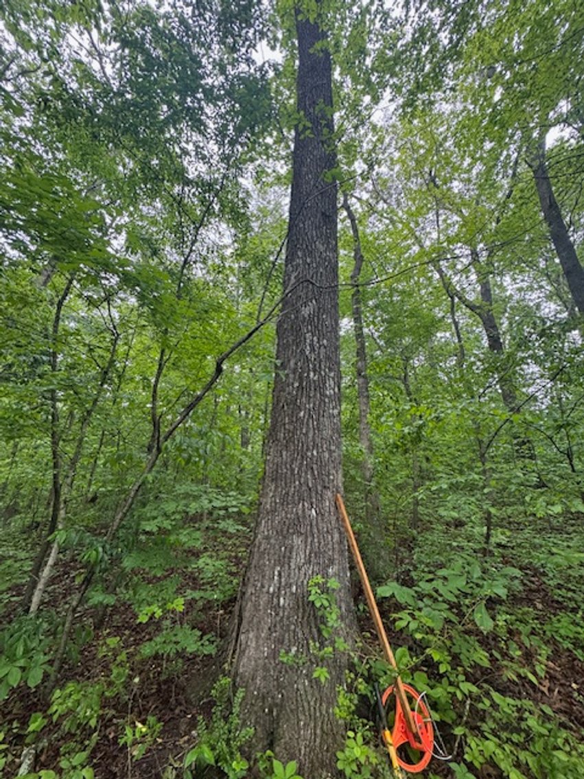 Image for Vacant Lot - 1 Acre in Beacon Light Estates - Bon Aqua, TN