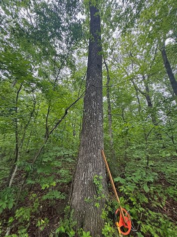 Image for Vacant Lot - 1 Acre in Beacon Light Estates - Bon Aqua, TN