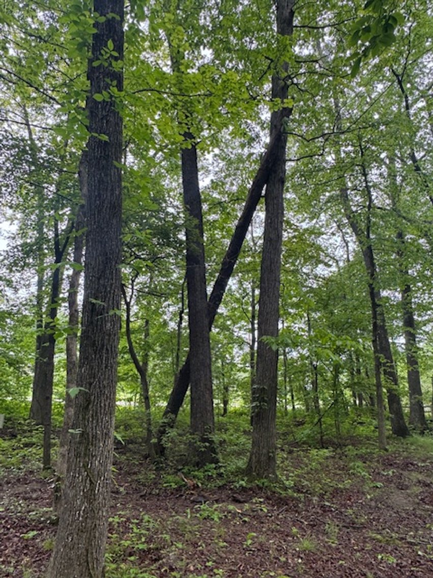 Image for Vacant Lot - 1 Acre in Beacon Light Estates - Bon Aqua, TN