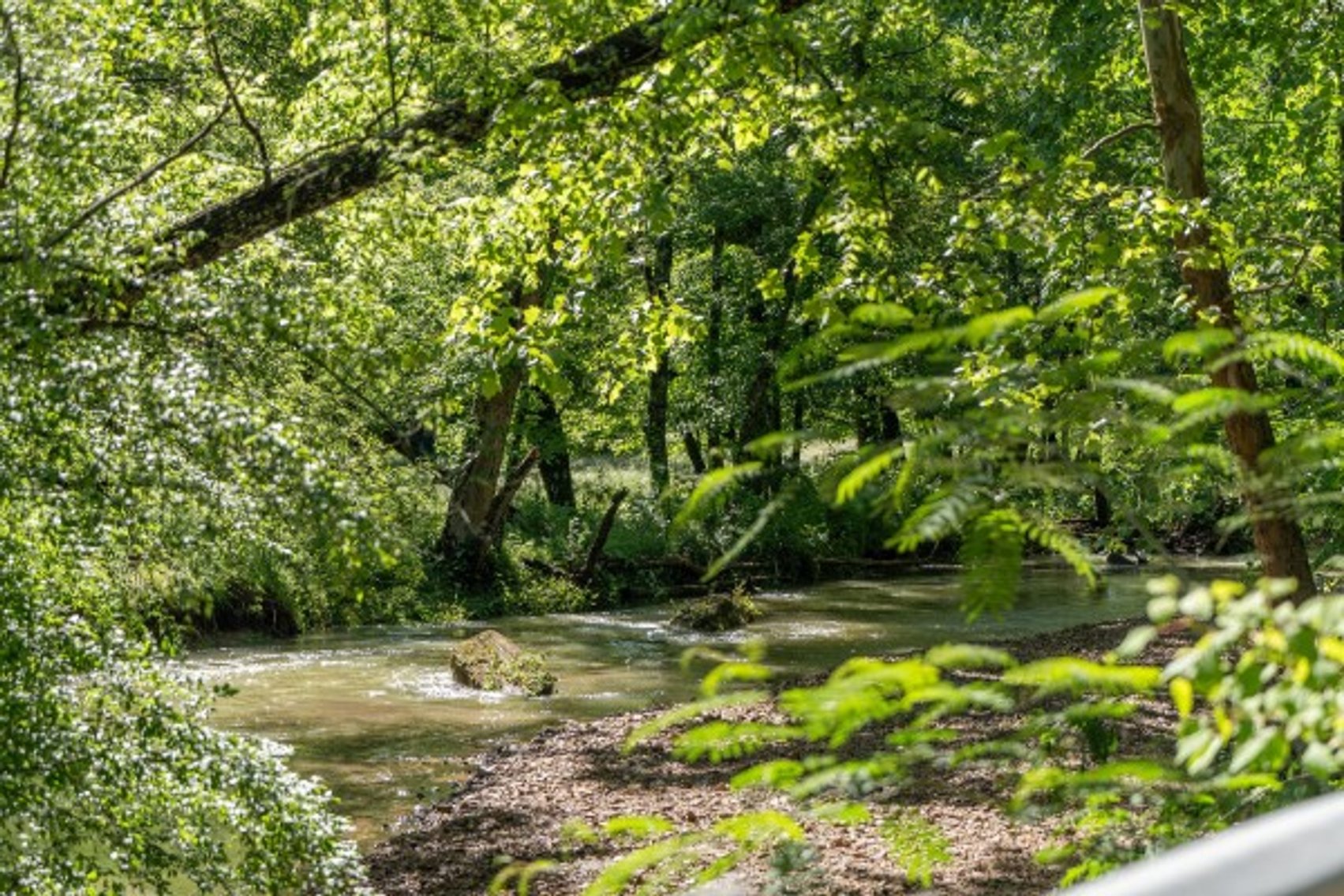 Image for 53 acre Sanctuary on Pretty Creek w/ Log Home