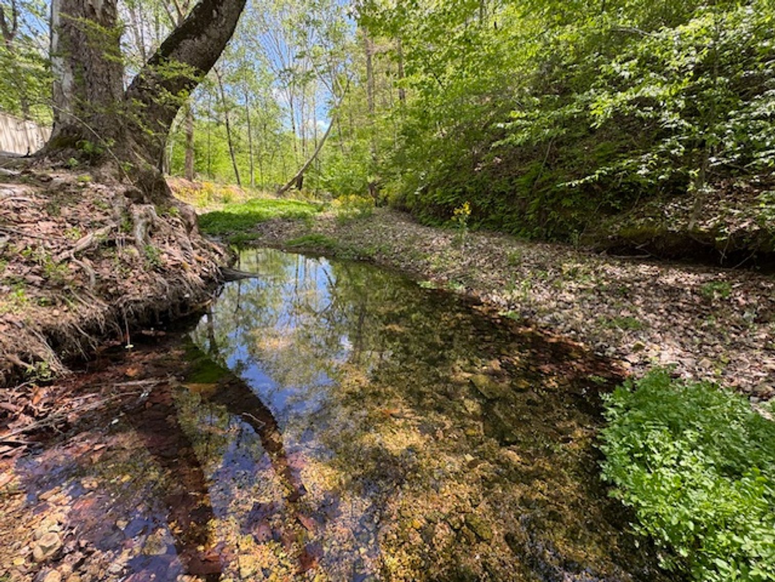 Image for Creekside Haven - Cabin on Bells Branch Creek w/ 3.76 acres