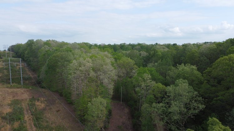 Image for 8 acres just off Hwy 50 on Moss Hollow Road