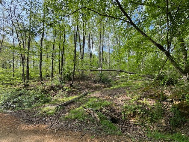 Image for 8 acres just off Hwy 50 on Moss Hollow Road