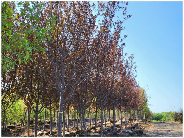 Image for Wilson's Nursery Spring 2023 Inventory Reduction