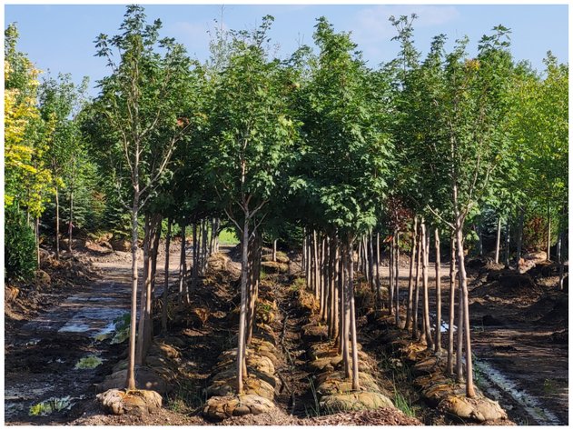 Image for Wilson's Nursery Spring 2023 Inventory Reduction