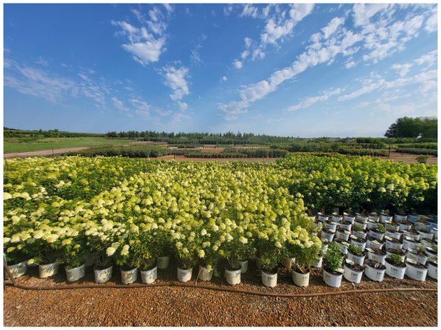 Image for Wilson's Nursery Spring 2023 Inventory Reduction