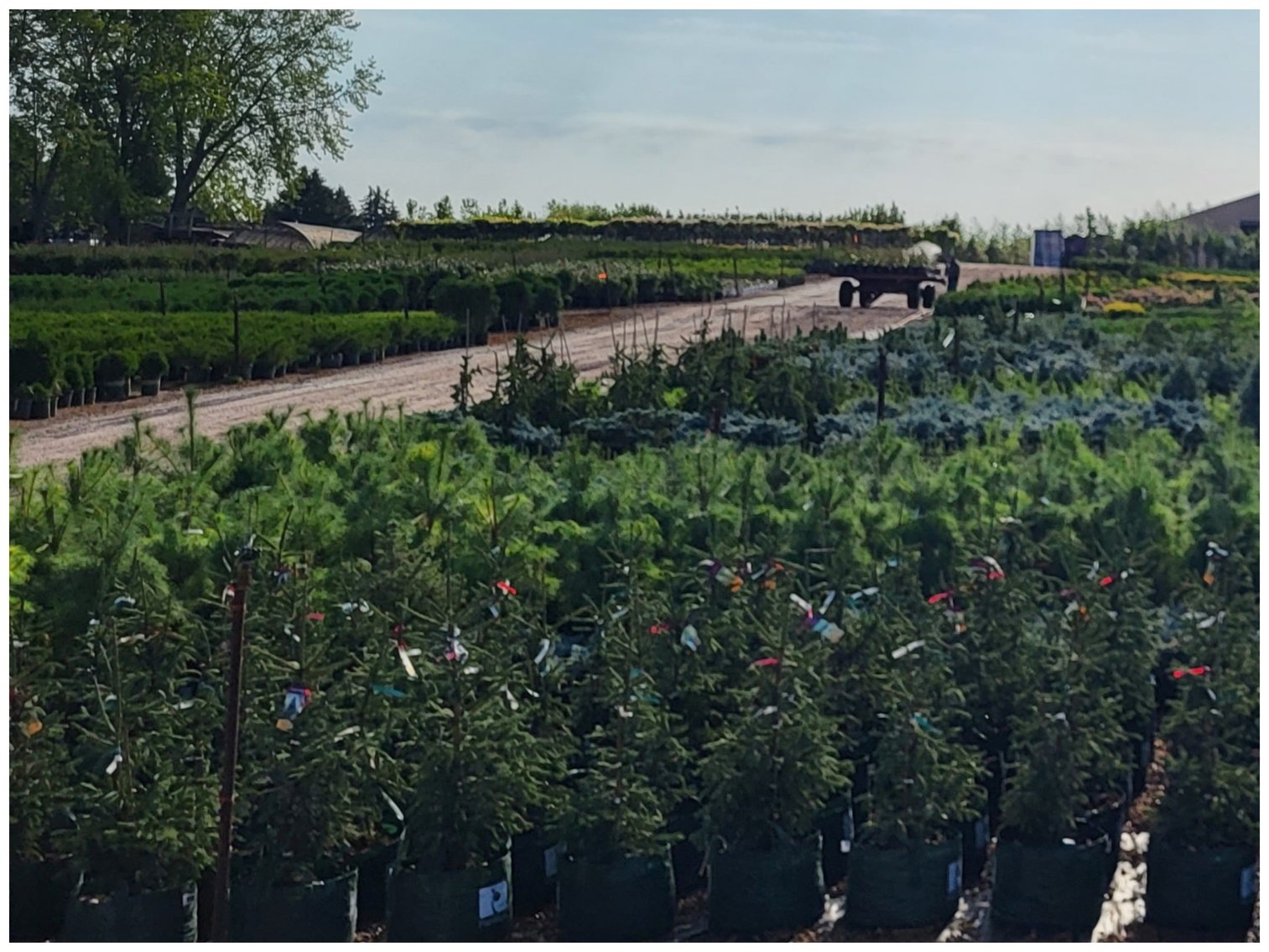 Image for Wilson's Nursery Spring 2023 Inventory Reduction