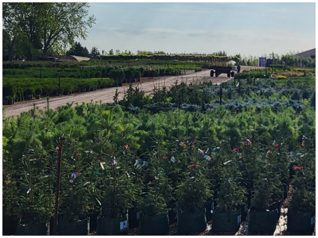 Image for Wilson's Nursery Spring 2023 Inventory Reduction