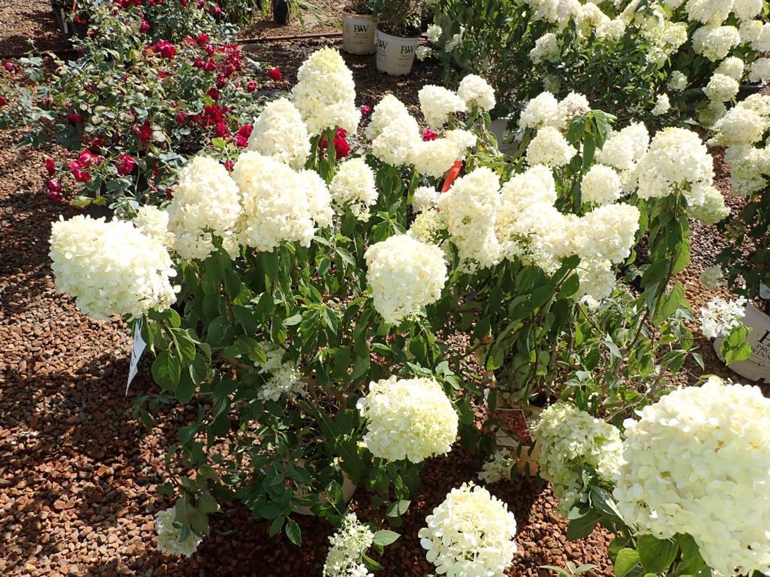 Image for Wilson's Nursery Fall 2023 Inventory Reduction