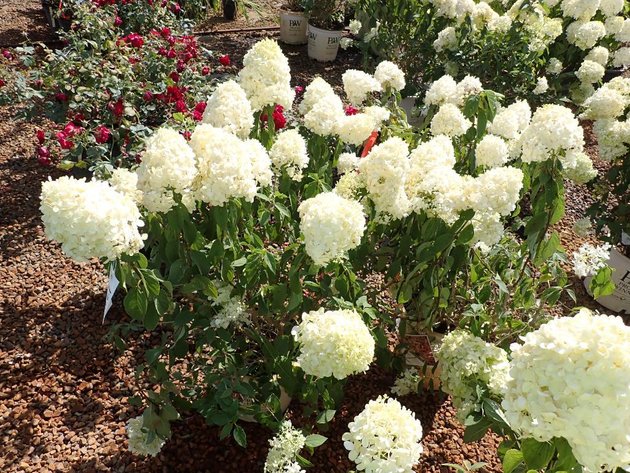 Image for Wilson's Nursery Fall 2023 Inventory Reduction