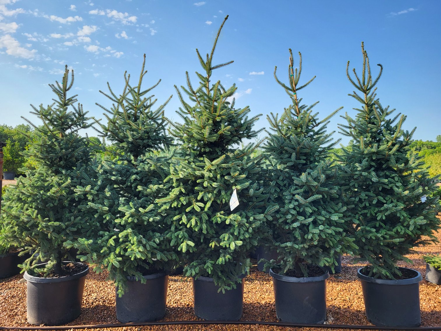 Image for Wilson's Nursery Fall 2023 Inventory Reduction