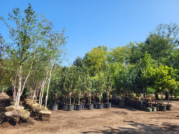 Image for Wilson's Nursery Spring 2024 Inventory Reduction