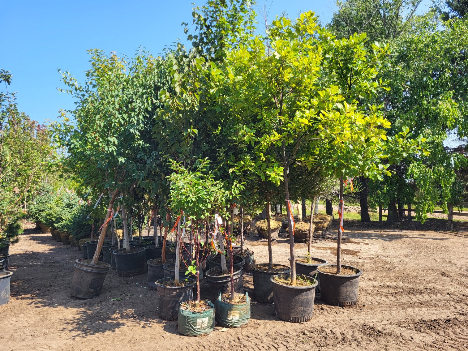 Image for Wilson's Nursery Spring 2024 Inventory Reduction