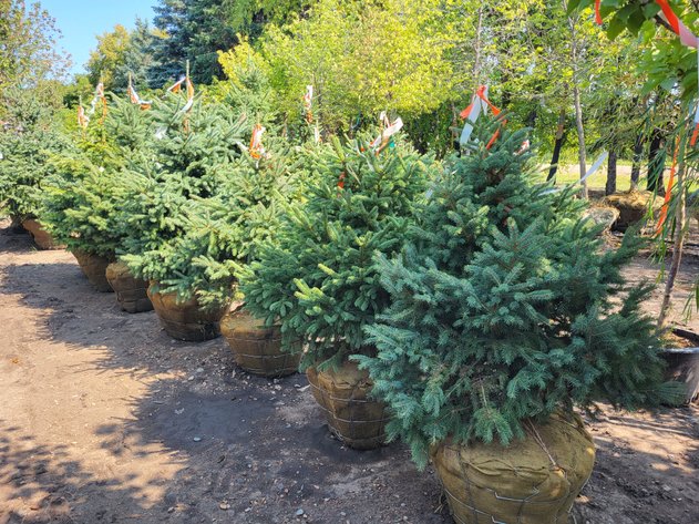 Image for Wilson's Nursery Spring 2024 Inventory Reduction