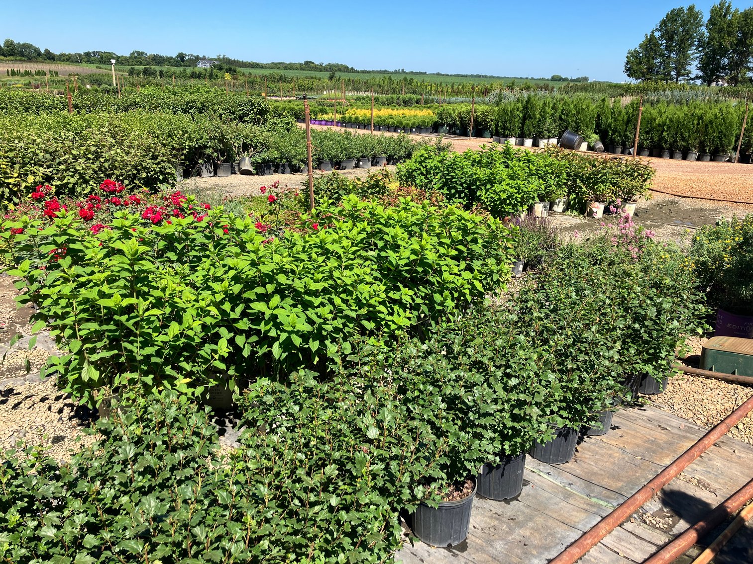 Image for Wilson's Nursery July 2024 Inventory Reduction