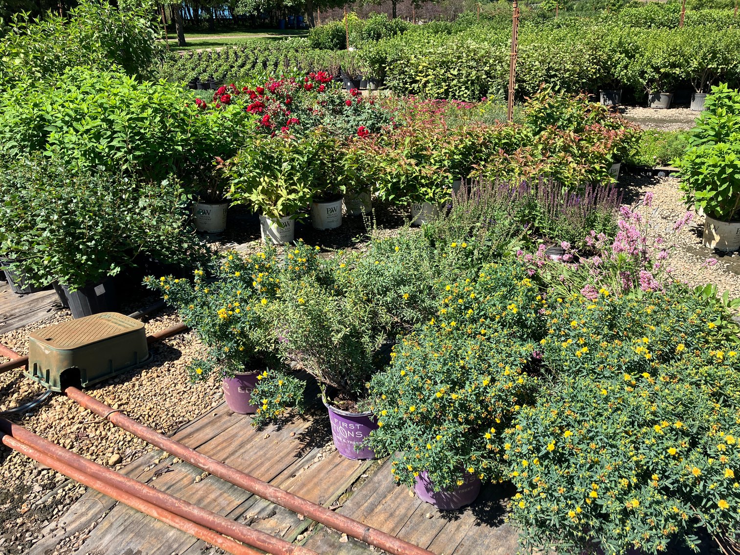 Image for Wilson's Nursery July 2024 Inventory Reduction