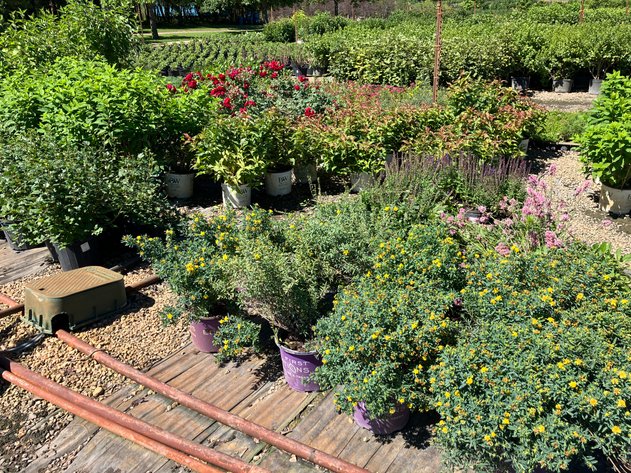 Image for Wilson's Nursery July 2024 Inventory Reduction