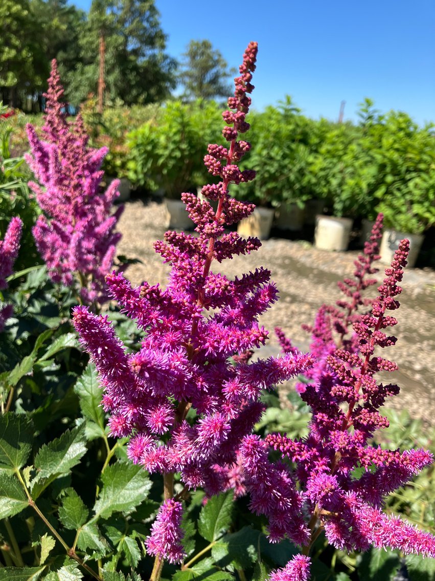 Image for Wilson's Nursery July 2024 Inventory Reduction