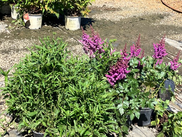 Image for Wilson's Nursery July 2024 Inventory Reduction