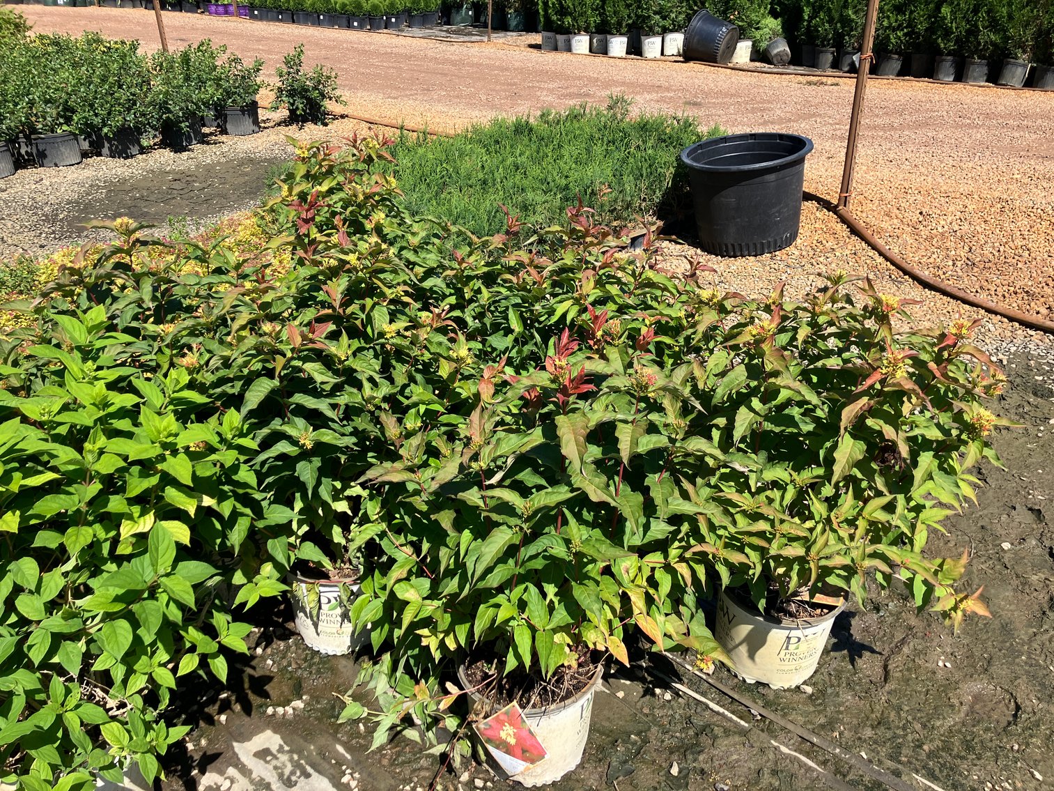 Image for Wilson's Nursery July 2024 Inventory Reduction