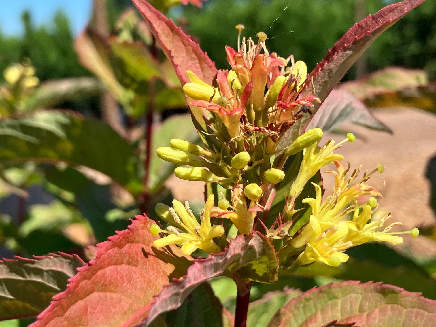 Image for Wilson's Nursery July 2024 Inventory Reduction