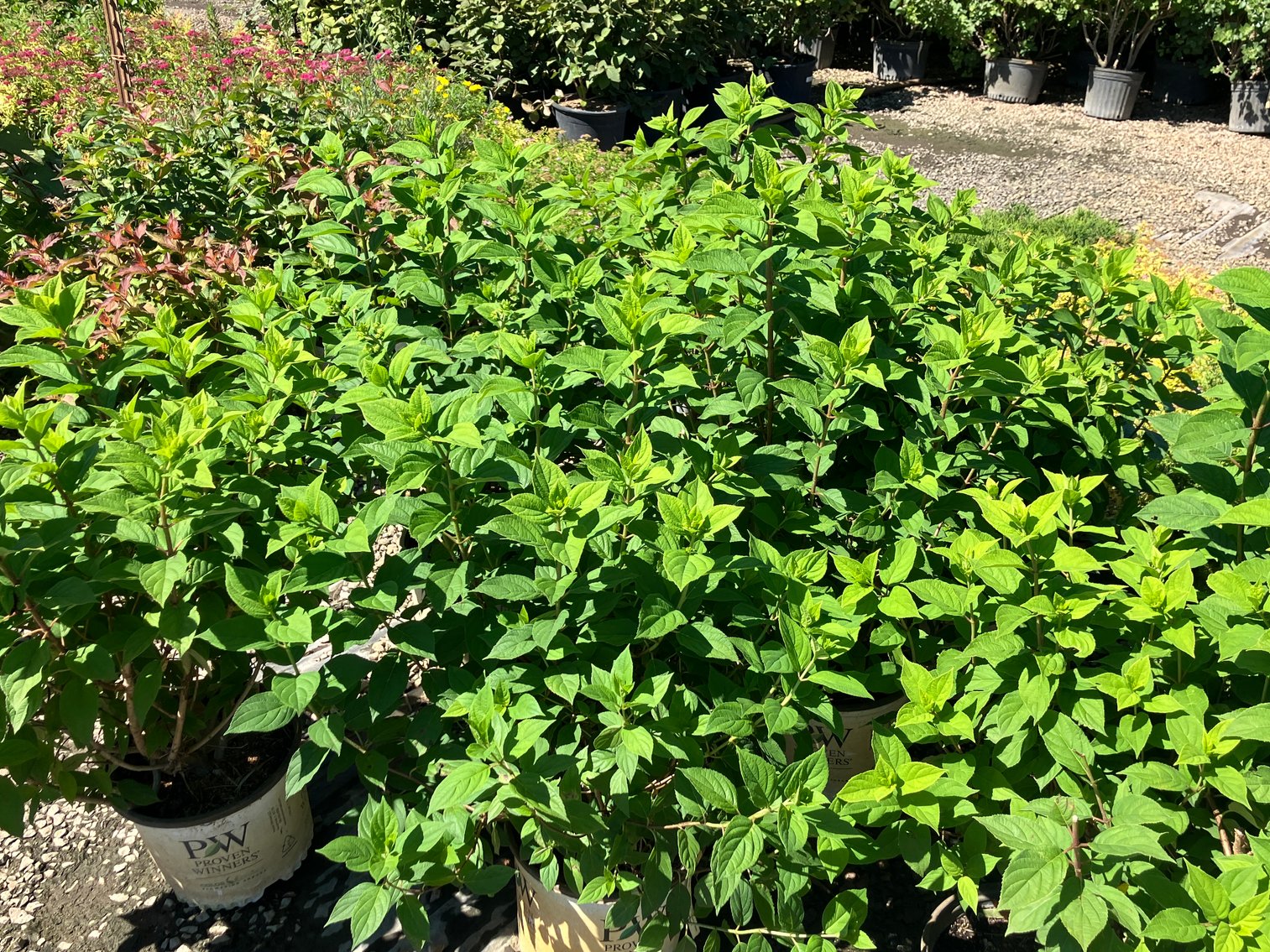 Image for Wilson's Nursery July 2024 Inventory Reduction