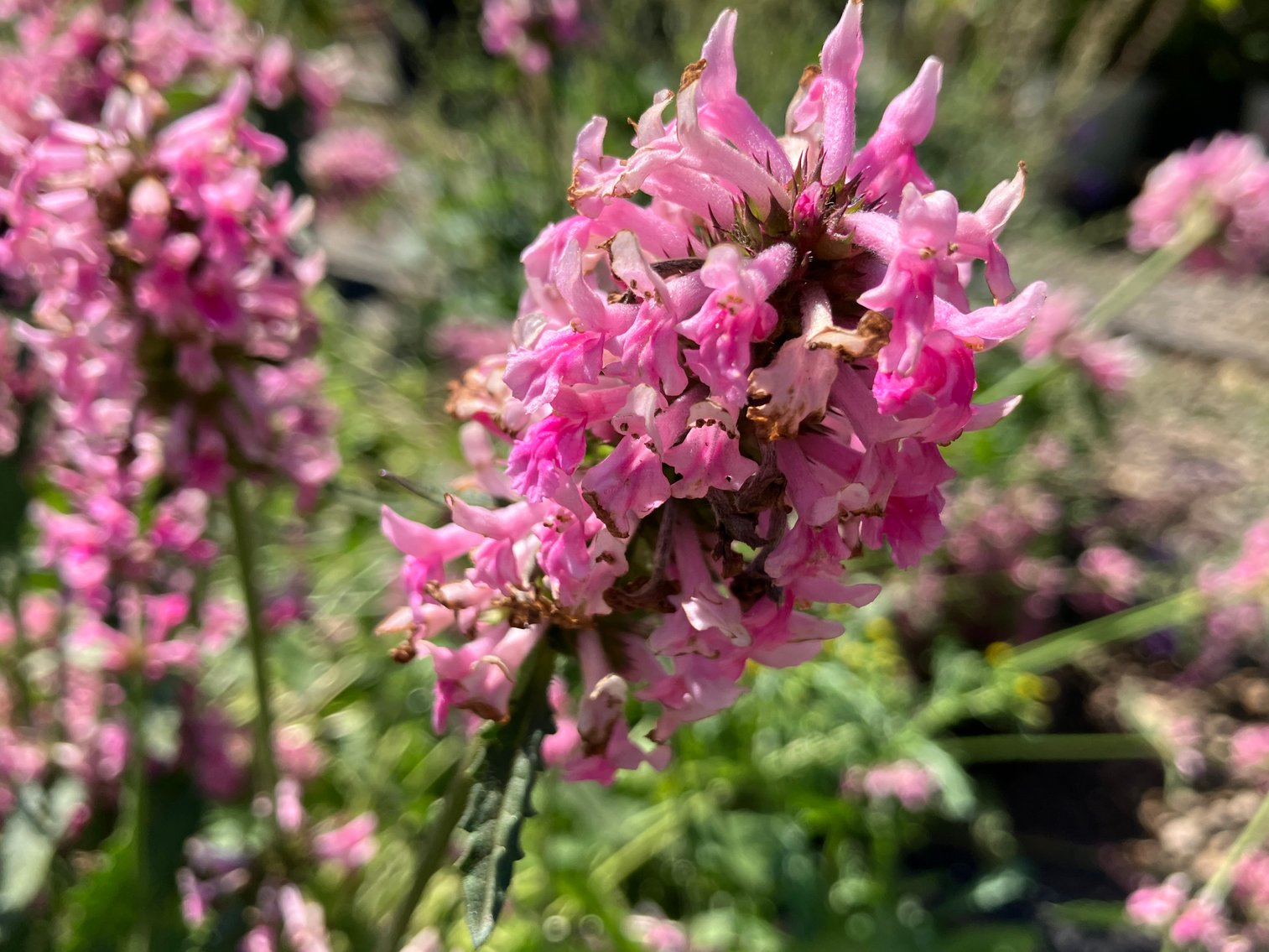 Image for Wilson's Nursery July 2024 Inventory Reduction