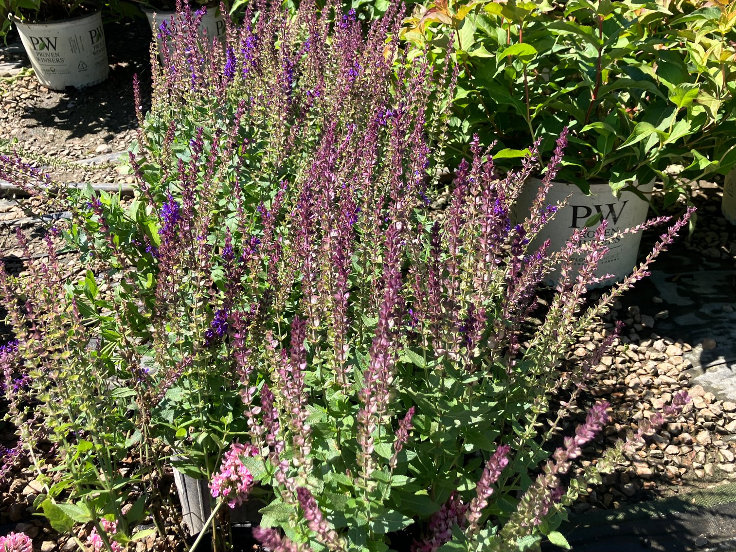 Image for Wilson's Nursery July 2024 Inventory Reduction