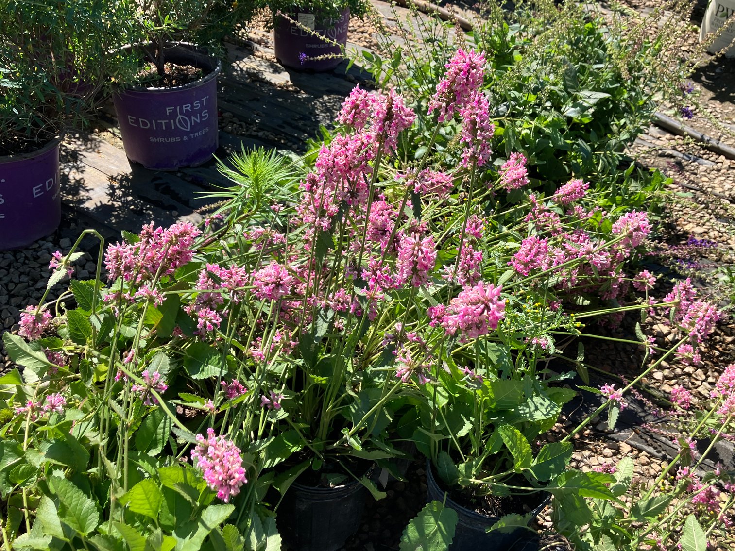 Image for Wilson's Nursery July 2024 Inventory Reduction